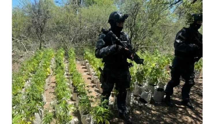 Desmantelaron vivero de marihuana en Paso Viejo, Córdoba.