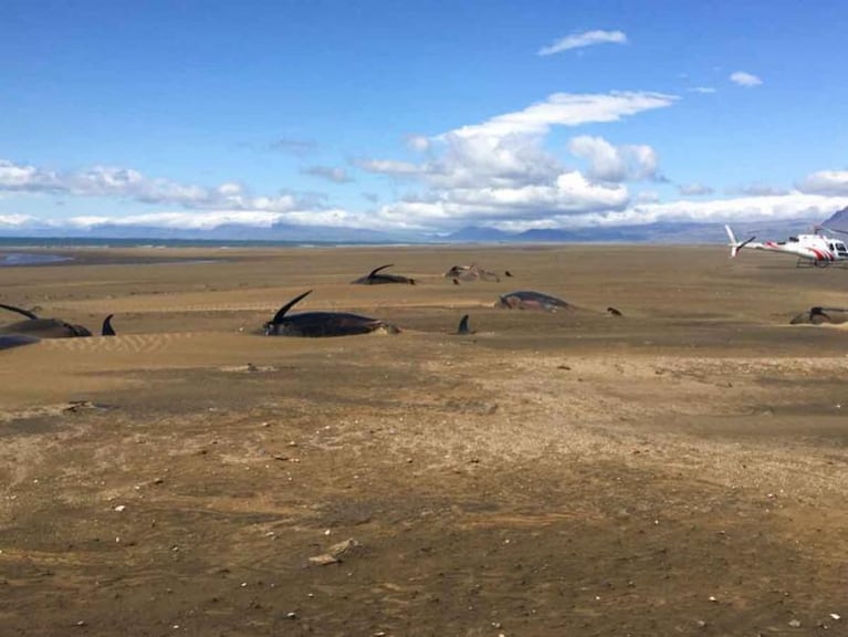 Desolador: encontraron más de 50 ballenas muertas en la costa