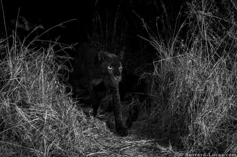 Después de 100 años un fotógrafo capturó la imagen de un leopardo negro