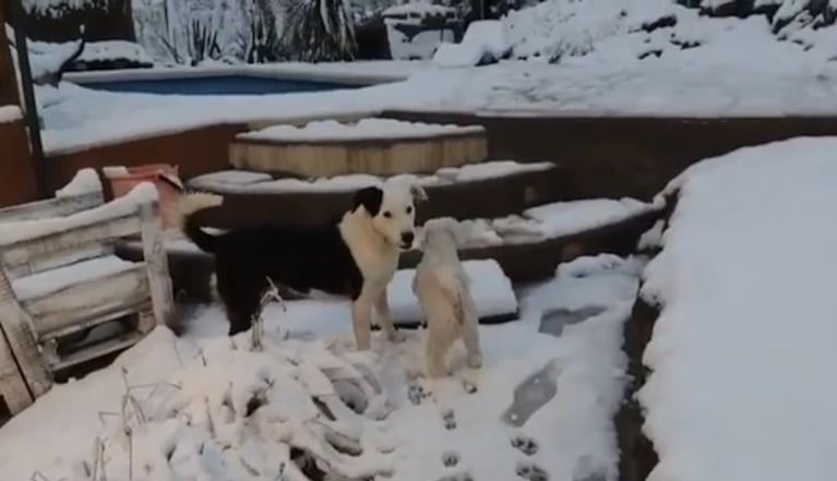 Después de tanto tiempo, las mascotas también disfrutaron de la nieve.
