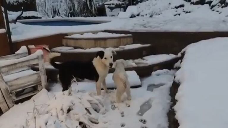 Después de tanto tiempo, las mascotas también disfrutaron de la nieve.