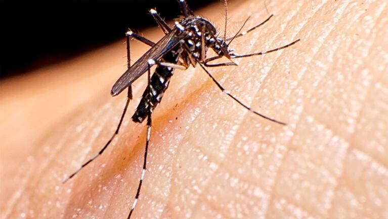 Destacan la baja de casos de dengue: fueron el 1,5% respecto de 2024