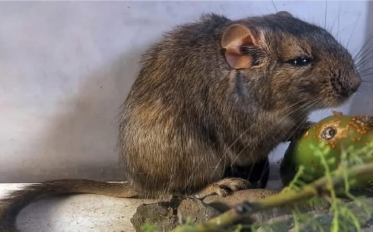 Destacaron que este tipo de hallazgos confirma que todavía existen especies por identificar en Argentina.