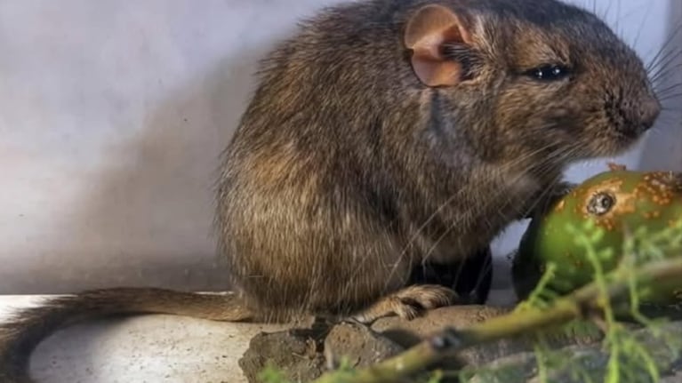 Destacaron que este tipo de hallazgos confirma que todavía existen especies por identificar en Argentina.