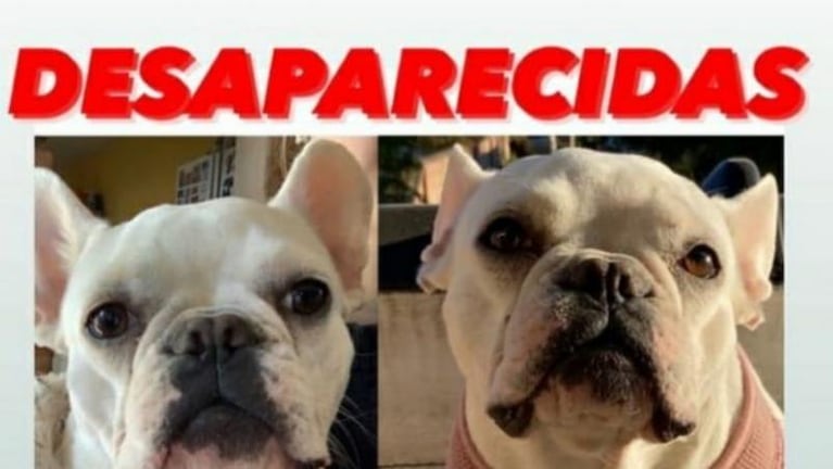 Desvalijaron una casa en Carlos Paz: se robaron hasta las perras de la familia