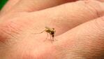 Detectan contagios autóctonos en la ciudad de Córdoba.