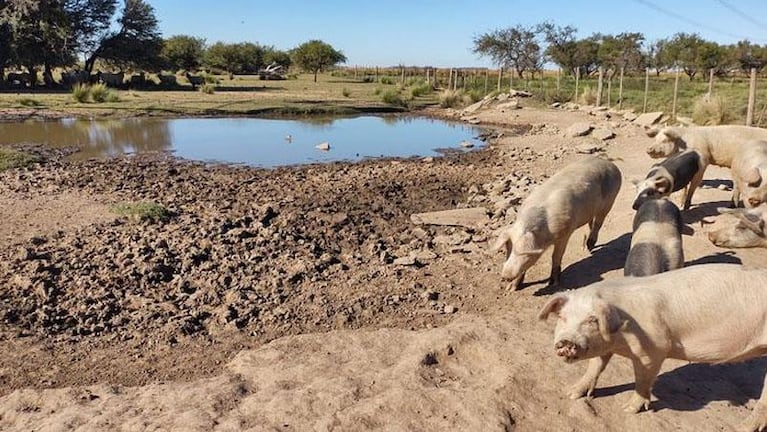 Detectaron casos de triquinosis en localidades de Córdoba: enviarán a faena a más de 100 cerdos