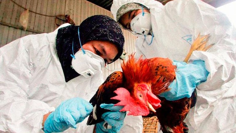 Detectaron tres casos más de gripe aviar en Córdoba y ya son cinco en la provincia