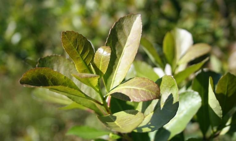 Día del mate: cuáles son los tipos de yerba que existen y cómo diferenciarlos