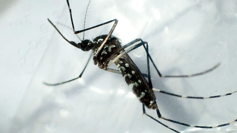 Diseñaron "nuevos" Aedes Aegypti para combatir los virus que propaga.