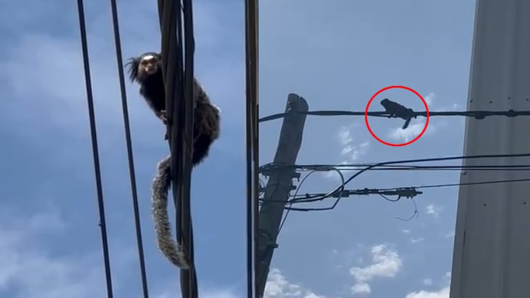 Divisaron un monito tití en barrio Alto Alberdi.