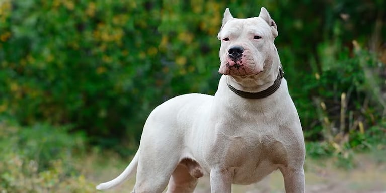 Dogo argentino ( Imagen ilustrativa)