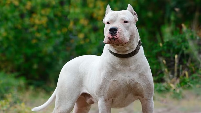 Dogo argentino ( Imagen ilustrativa)