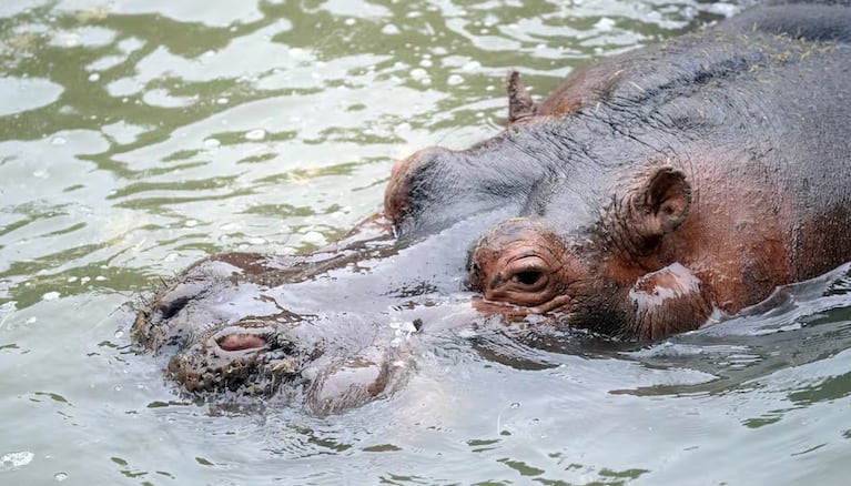 Dolor por la muerte de Hipólito, el hipopótamo “dócil y amigable” más famoso de Argentina