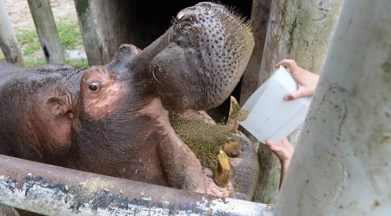 Dolor por la muerte de Hipólito, el hipopótamo “dócil y amigable” más famoso de Argentina