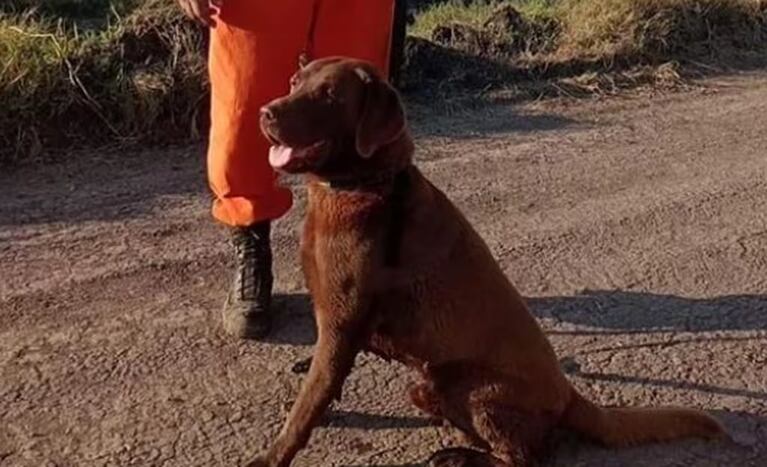 Dolor por la muerte de Nerón, el perro que encontró rastros de Loan durante la búsqueda