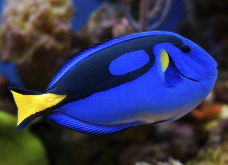 Dory fue reproducida por primera vez en cautiverio