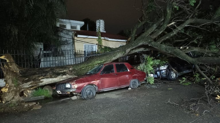 Dos autos alcanzados por un árbol caído en barrio Los Paraísos. Foto: Paula Salort / ElDoce.