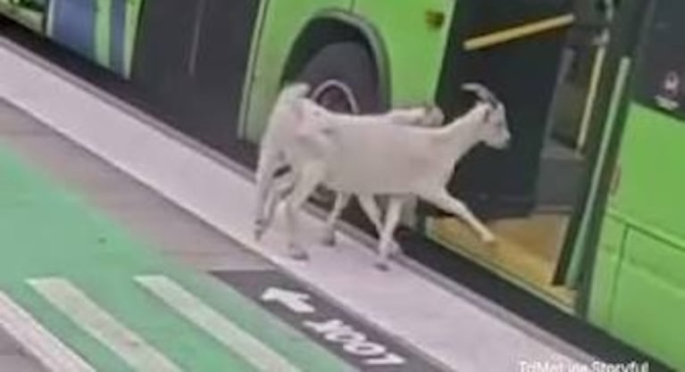 Dos cabras se subieron a un colectivo en Estados Unidos.