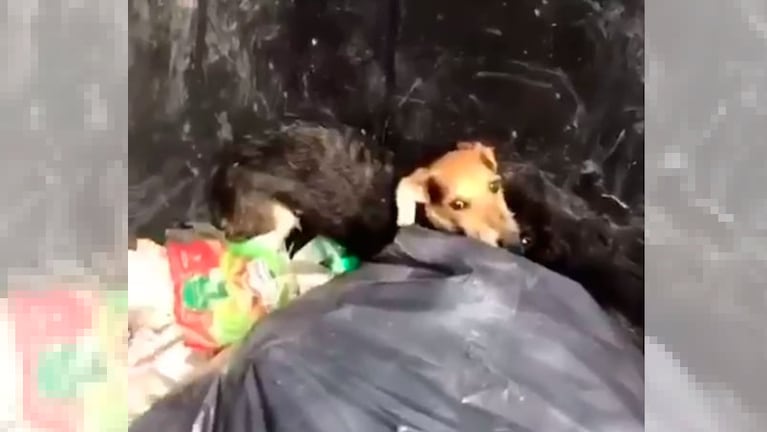 Dos cachorros, abandonados entre la basura.