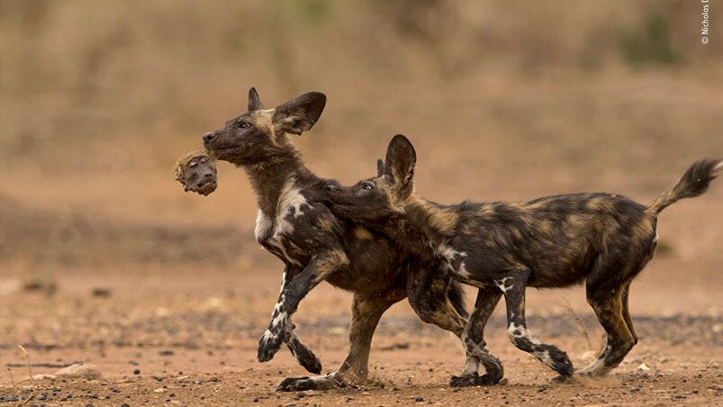 Dos cachorros de Licaón, conocidos como "perros salvajes africanos", juegan con la cabeza de un mono.