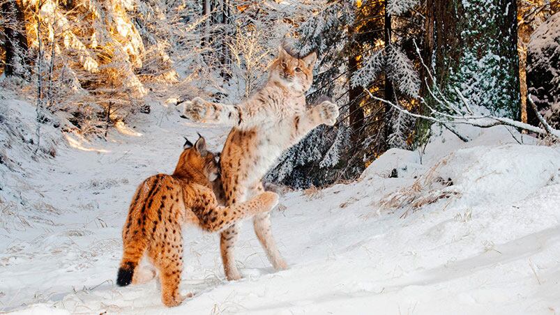 Dos cachorros linces, en un bosque nevado en Baviera, Alemania.