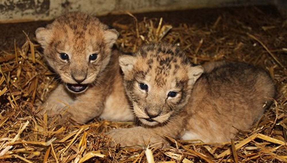 Dos de los nueve leoncitos que fueron asesinados en el zoológico.