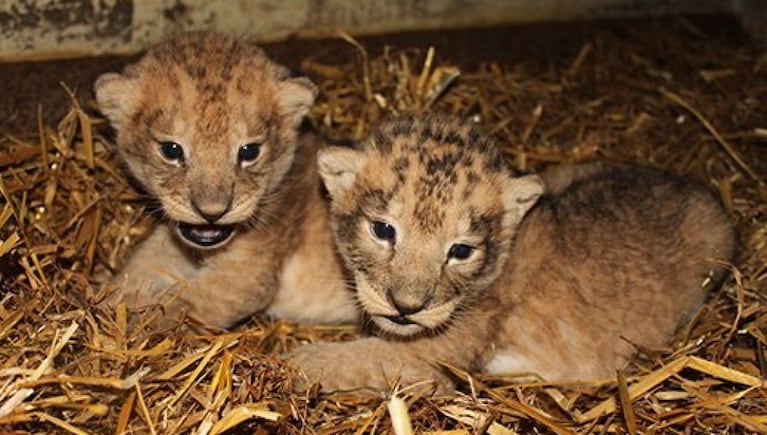 Dos de los nueve leoncitos que fueron asesinados en el zoológico.