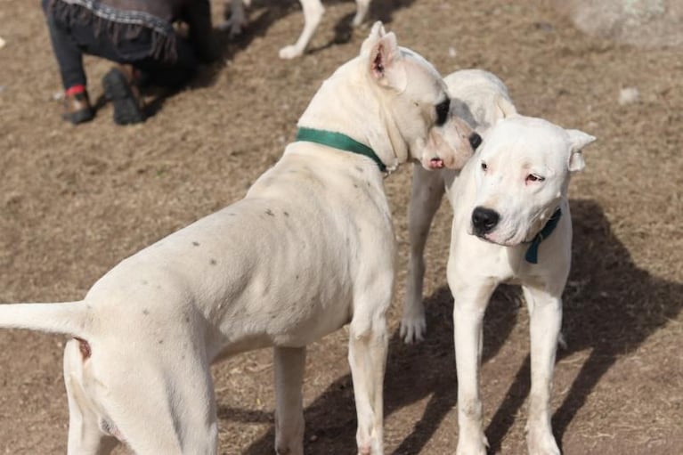 Dos dogos atacaron a una mujer en Salsacate (Foto ilustrativa).