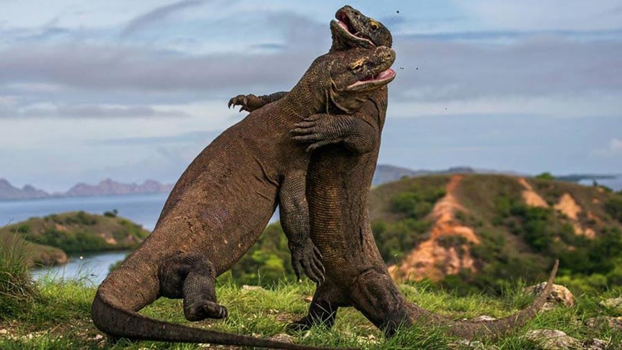 Dos dragones de komodo y una pelea digna de "Game of Thrones".