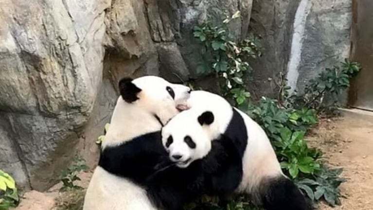 Dos pandas lograron aparearse durante la cuarentena.