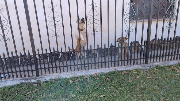 Dos perros atacaron salvajemente a un ladrón que intentó ingresar a una casa.