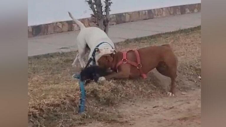 Dos pitbull mataron a un caniche: aseguran que había denuncias contra la dueña