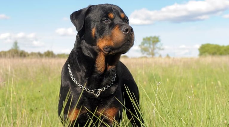 Dos rottweilers mataron a un nene de 2 años en una guardería clandestina: la niñera se durmió