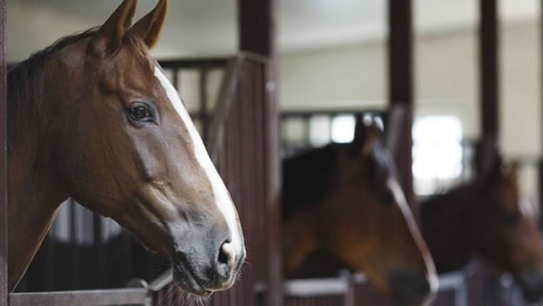 Dos víctimas fatales por el virus que ataca a caballos. 