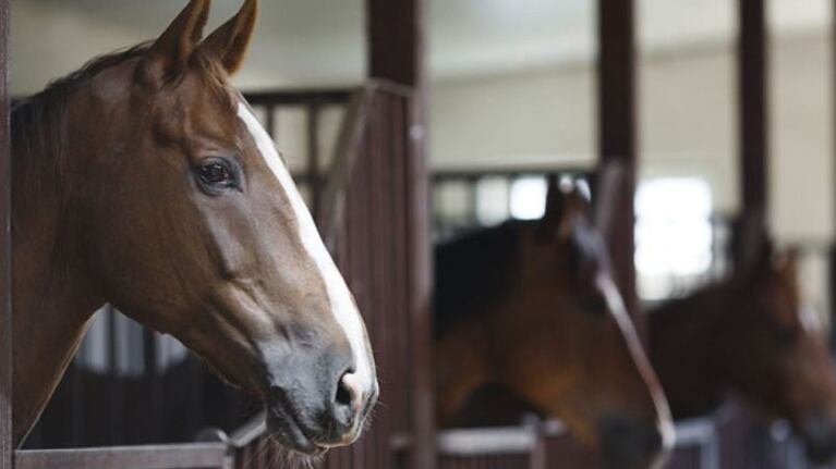 Dos víctimas fatales por el virus que ataca a caballos.
