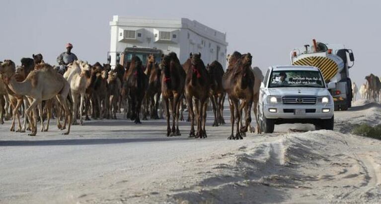 Drama en Qatar: centenares de camellos aparecieron muertos