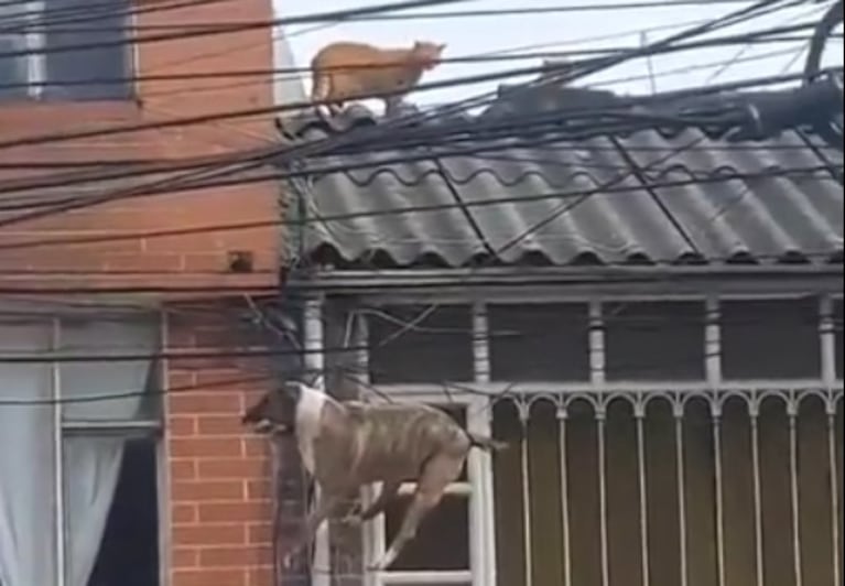 Dramático e insólito video: un perro perseguía a un gato y quedó colgado al vacío de los cables