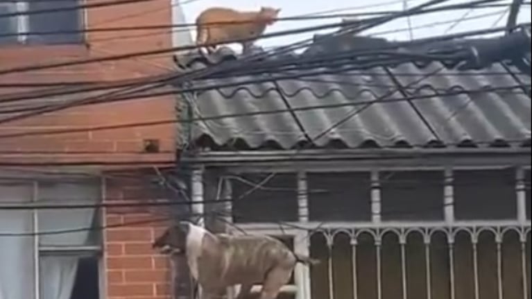 Dramático e insólito video: un perro perseguía a un gato y quedó colgado al vacío de los cables