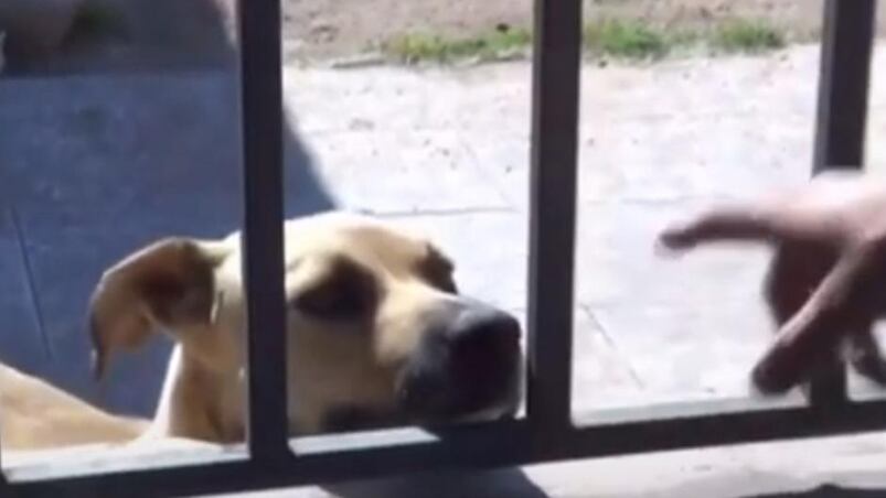 Drogaron al perro para ingresar a la vivienda.