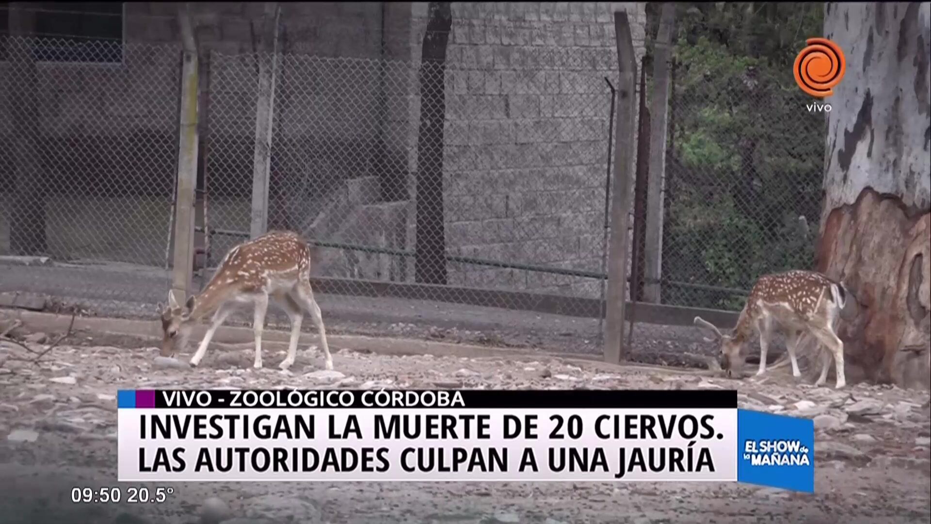 Dudosa muerte de 20 ciervos en el Zoo