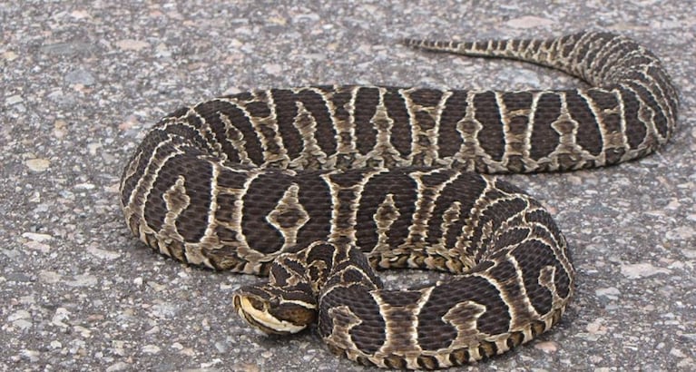 Ejemplar de serpiente yarará, muy común en las sierras de Córdoba.