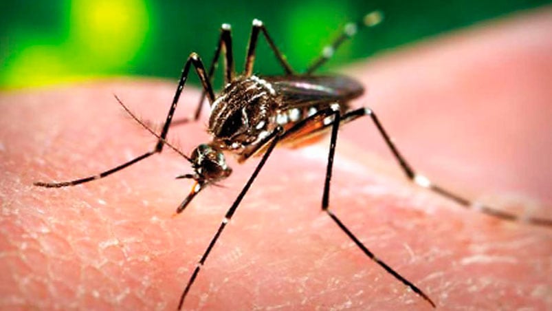 El aedes aegypti, el vector de la fiebre amarilla.