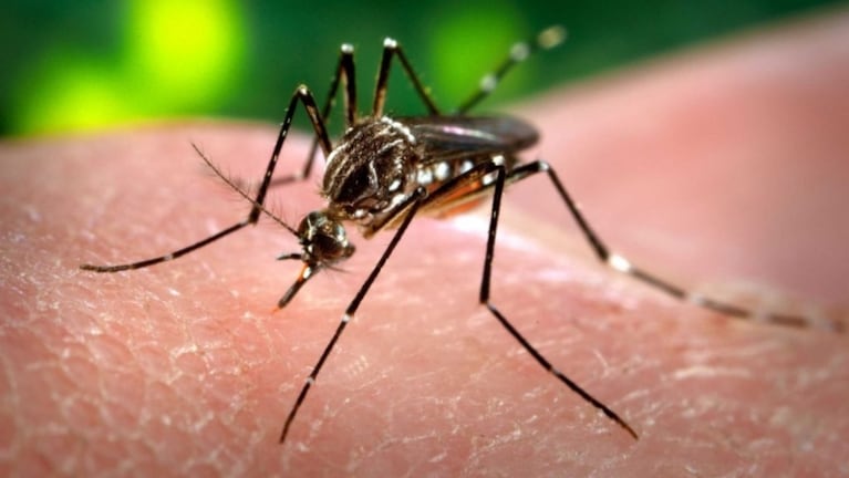 El aedes aegypti es el principal vector de los virus que causan el dengue.