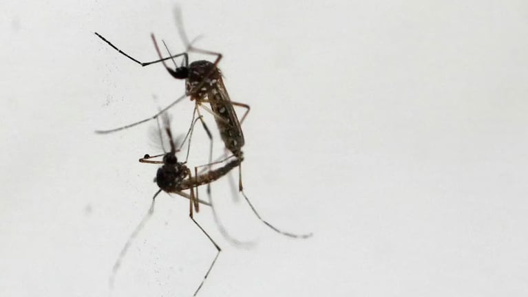 El Aedes Aegypti es el vector del dengue, la chikungunya y el zika.