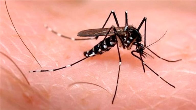 El Aedes aegypti transmite dengue, zika y chikungunya.
