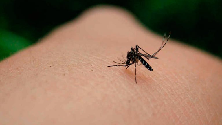 El Aedes aegypti transmite el zika. 