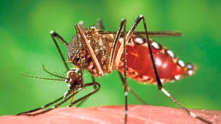 El "aedes" no parece querer irse de la ciudad. 