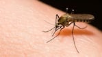 El afectado asegura haber sido picado por un mosquito en territorio cordobés.