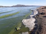 El agua verde aparece en numerosos sectores del lago.